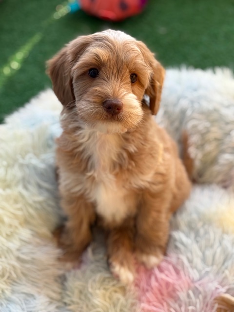 Brown Labradoodle