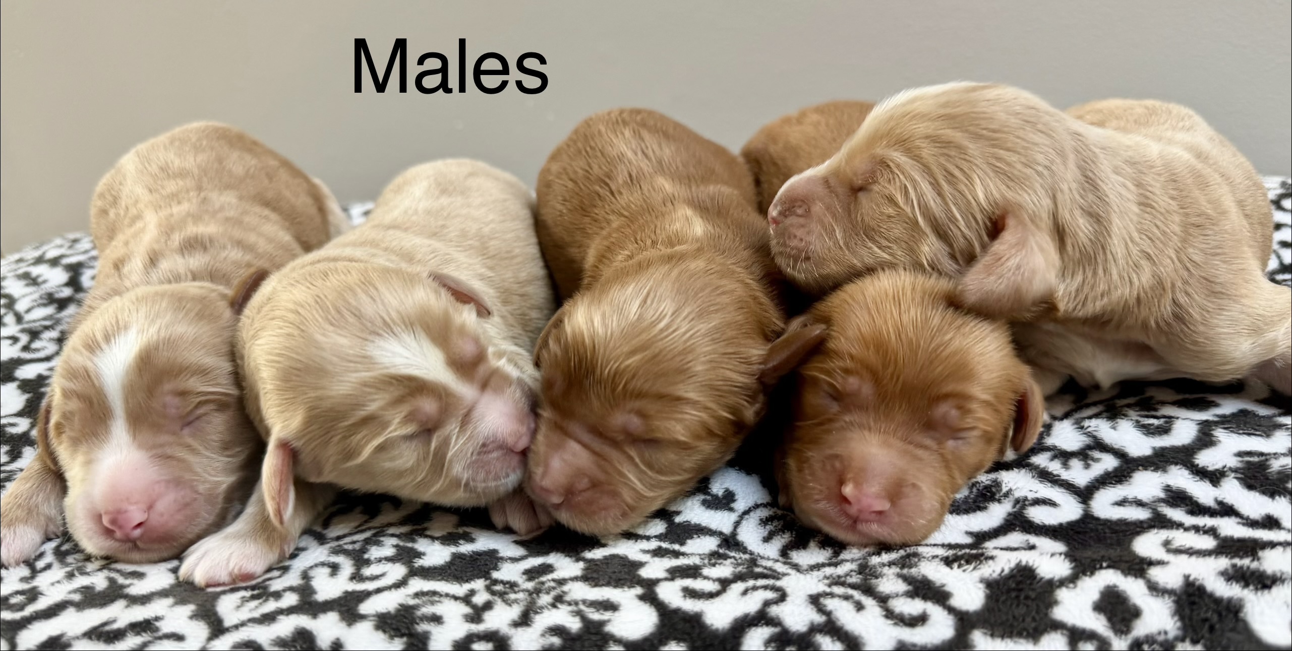 Brown Labradoodle