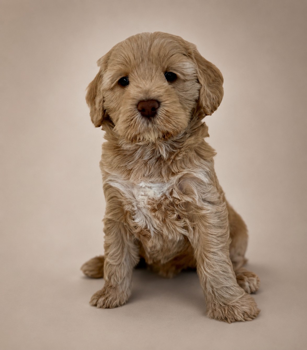 Brown Labradoodle