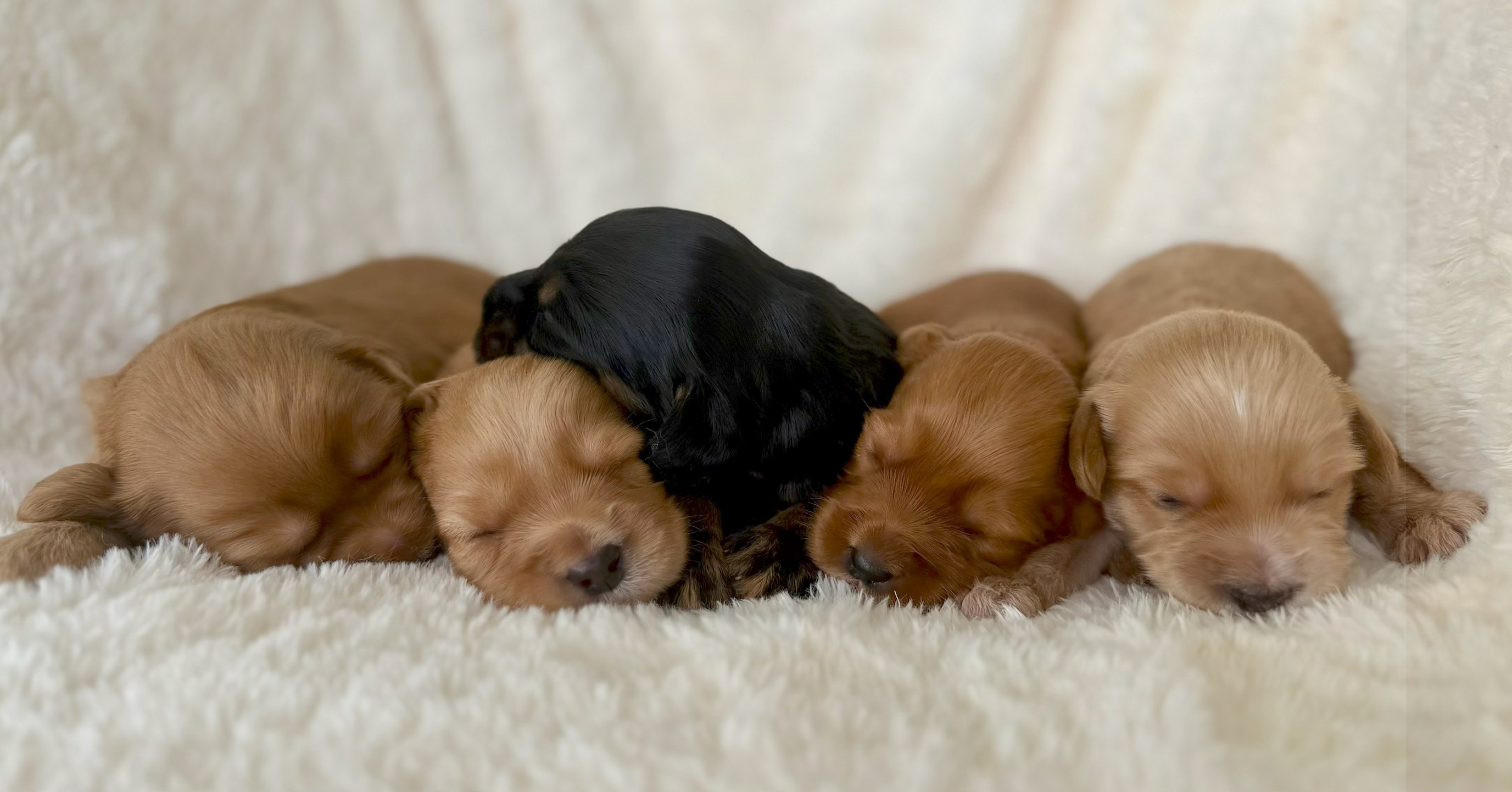 Gracie's Males