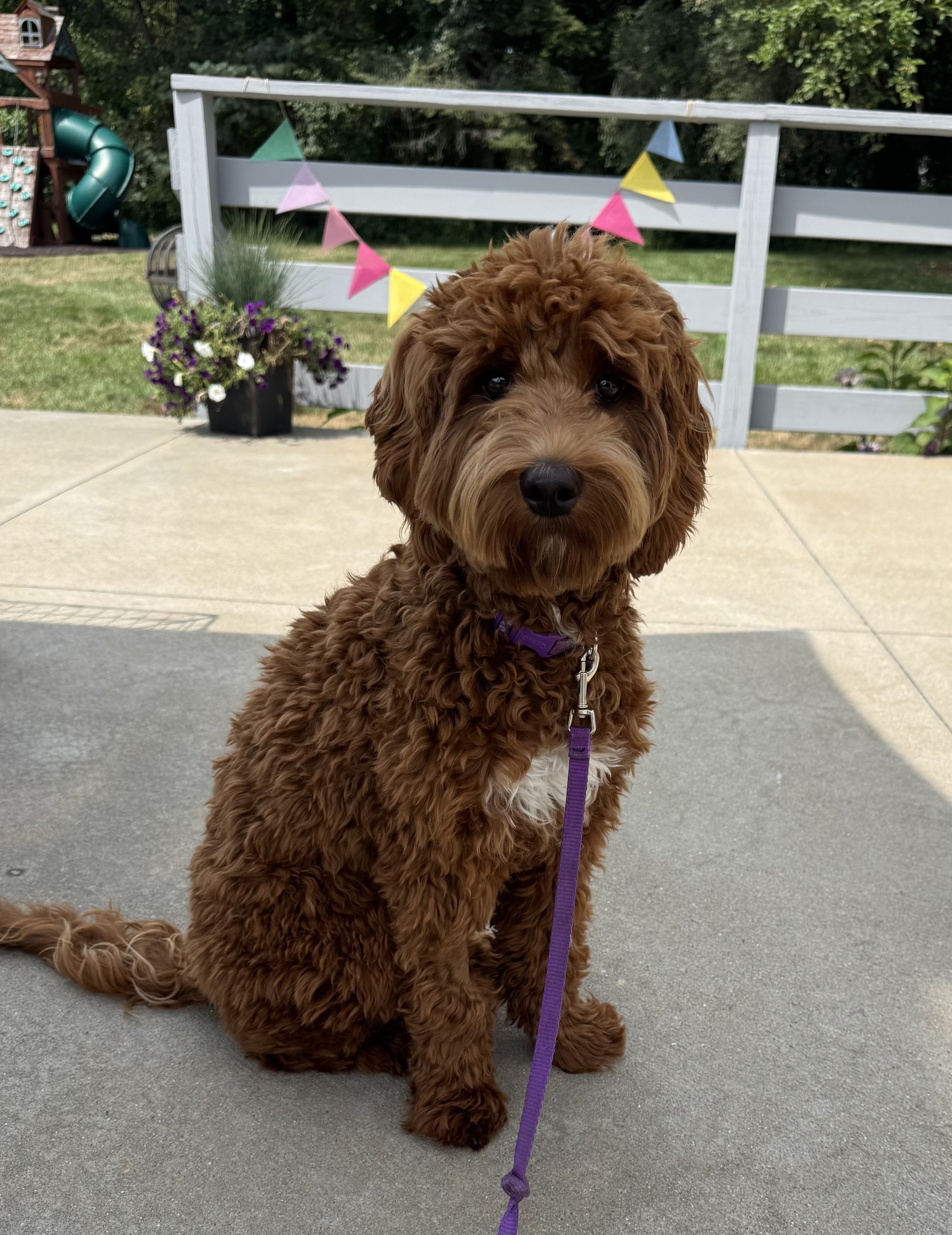 Brown Labradoodle