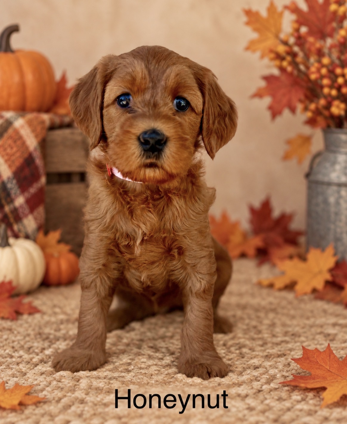 Brown Labradoodle