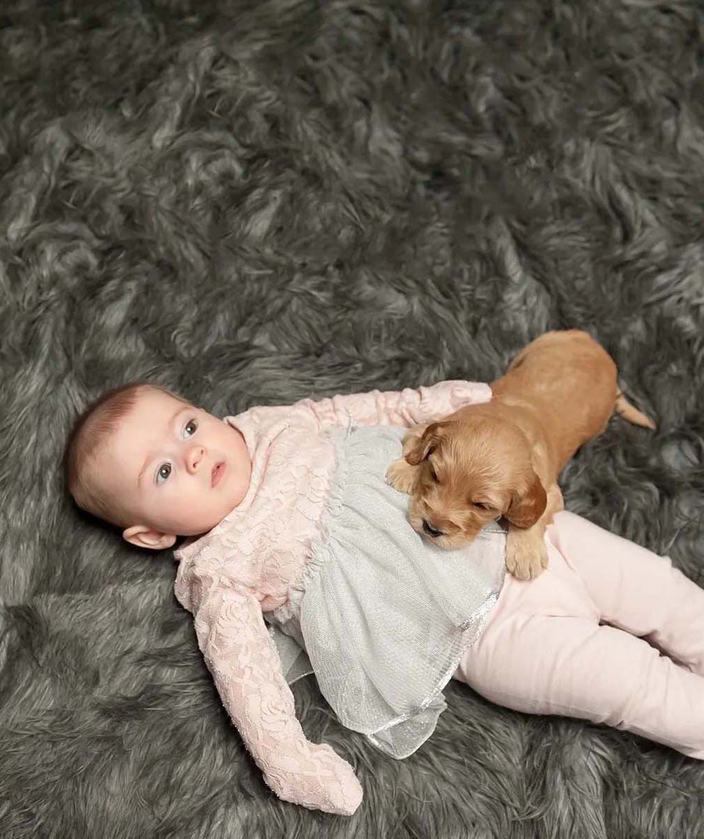 Baby with Labradoodle puppies in NH