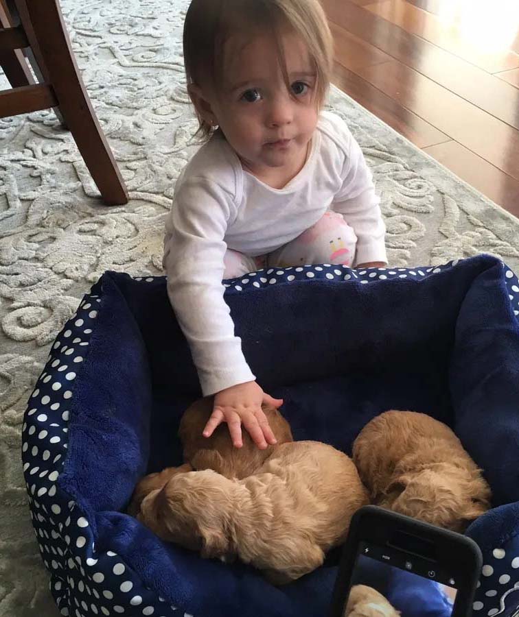 Child with Labradoodle puppies in NH