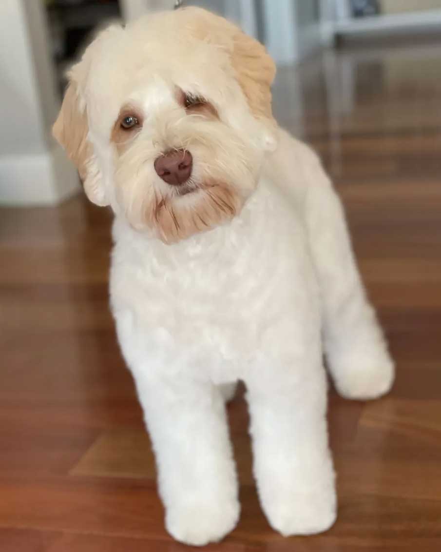 Granite State's Winnie