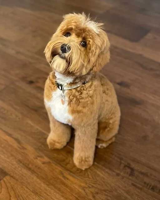 Granite State's Izzy