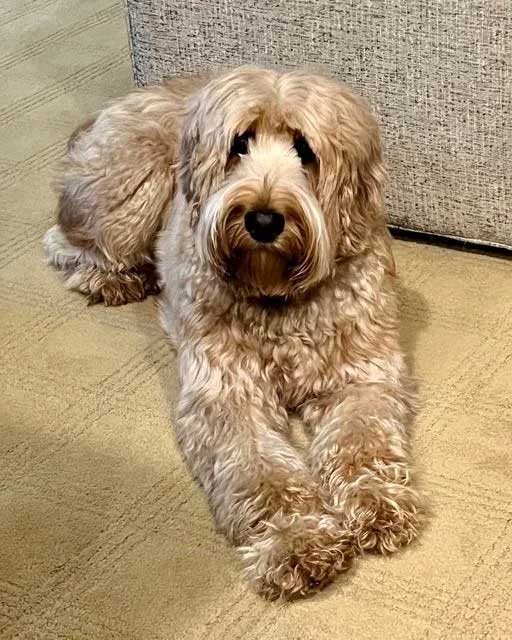 Granite State's Lola