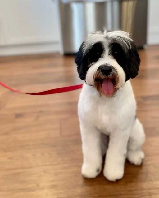 Granite State's Jessie