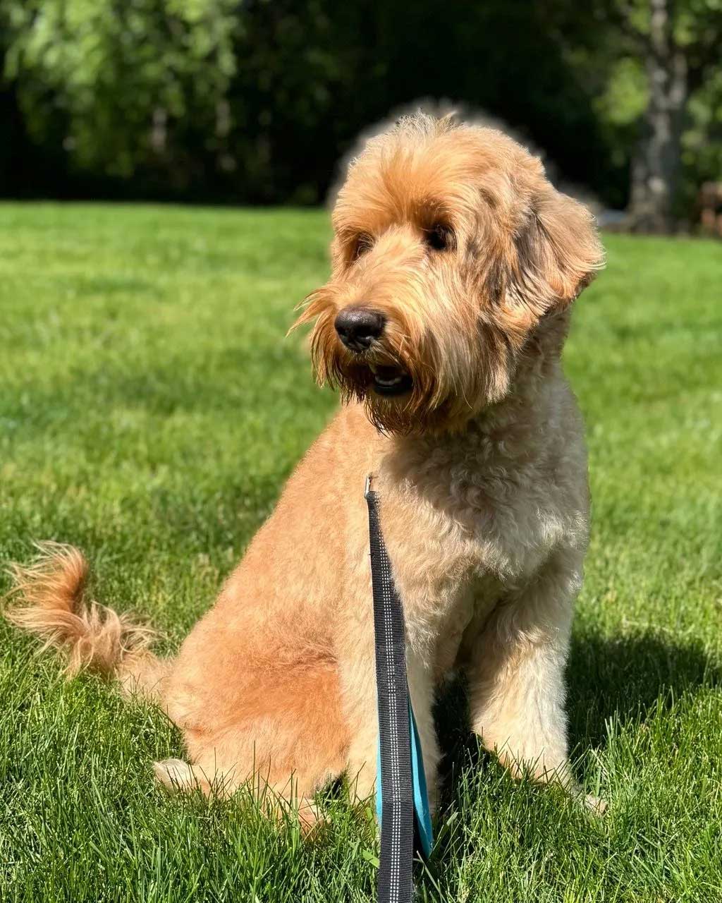 Granite State's Bella