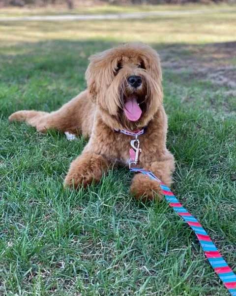 Granite State's Penelope