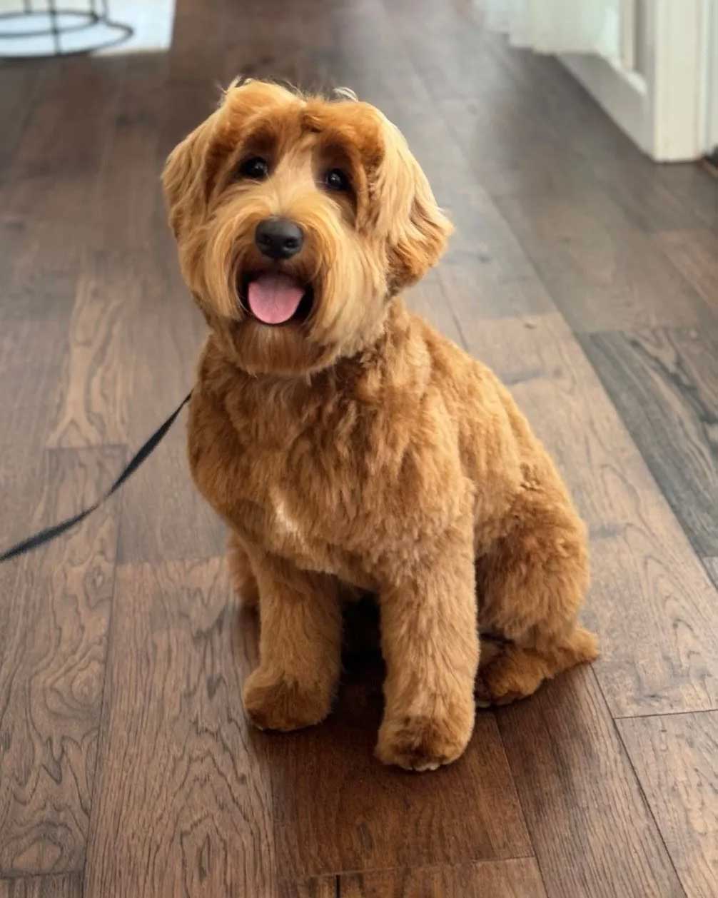 Granite State’s Millie