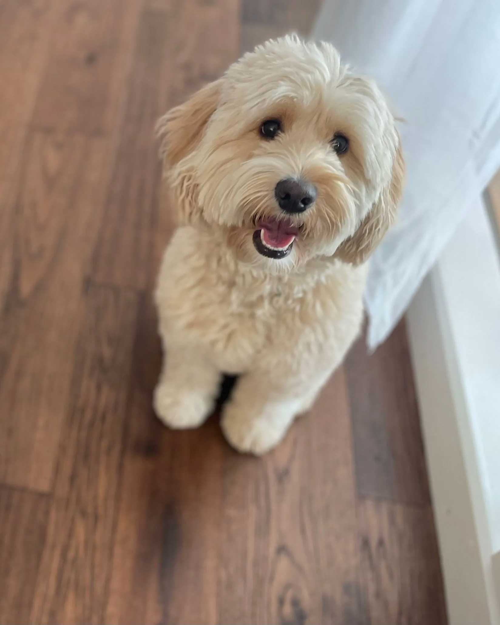 Granite State's Shelby