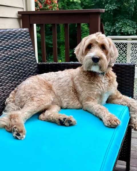 Granite State's Gracie