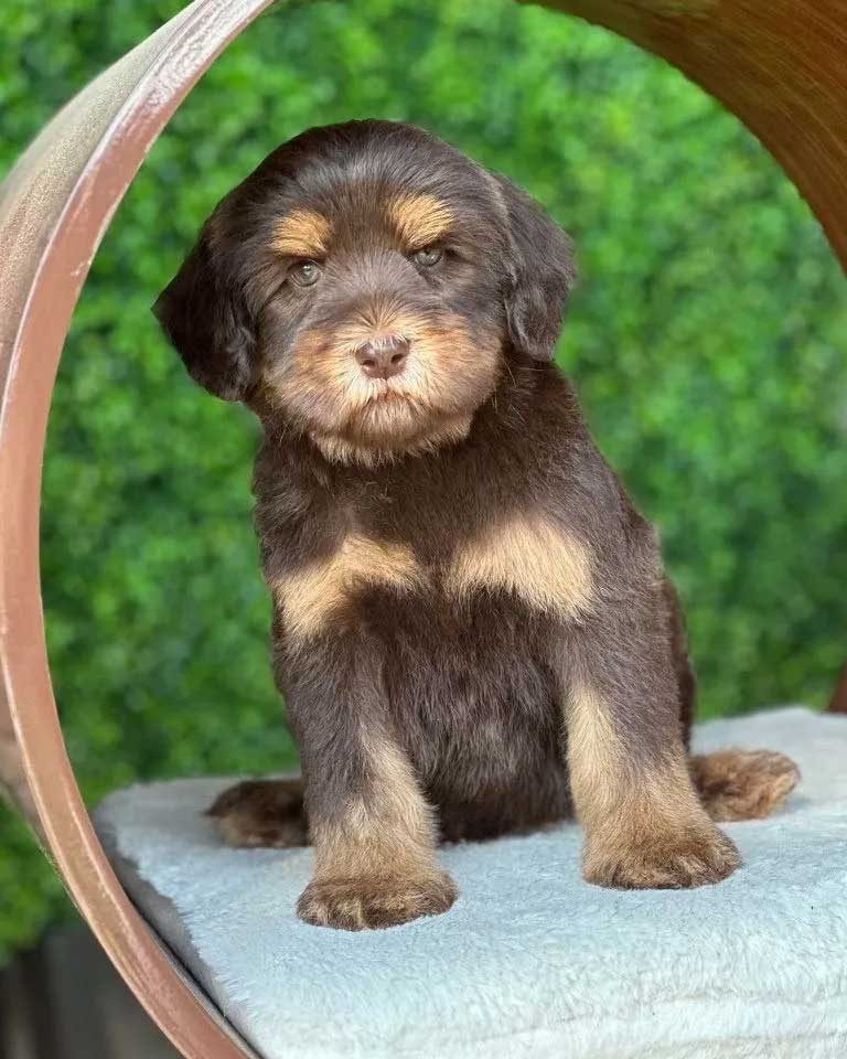 Monarch Whiskey Tango Foxtrot