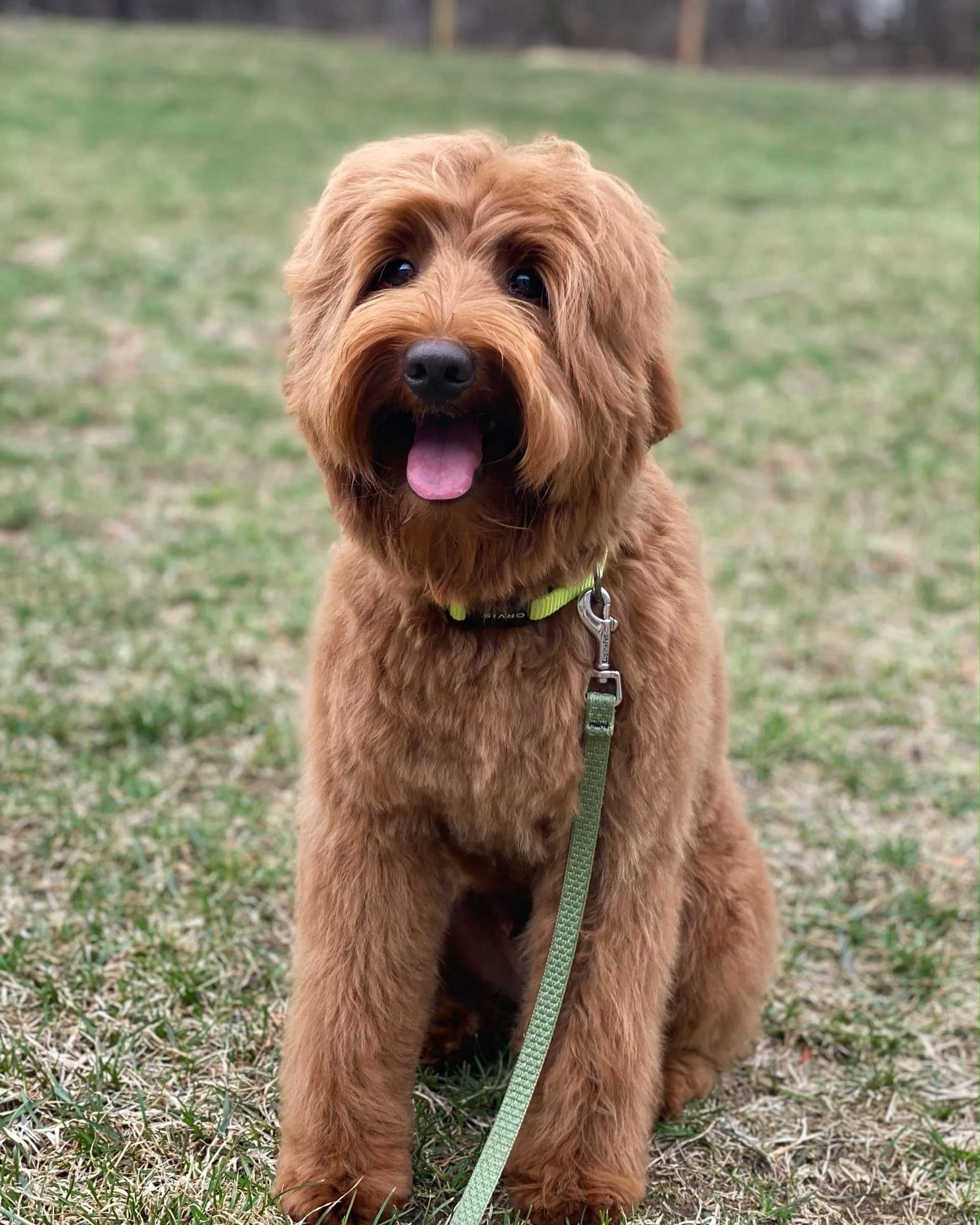 Granite State's In It To Win It Scout 