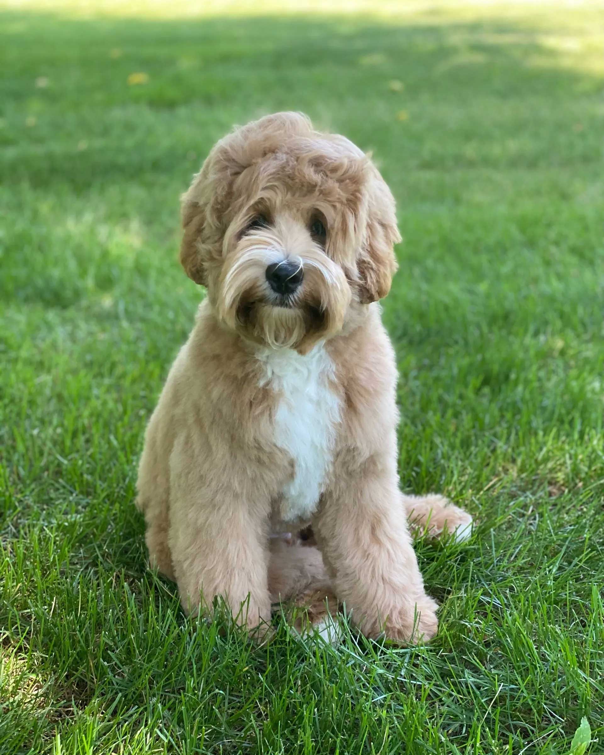 Granite State's Finnegan Begin Again