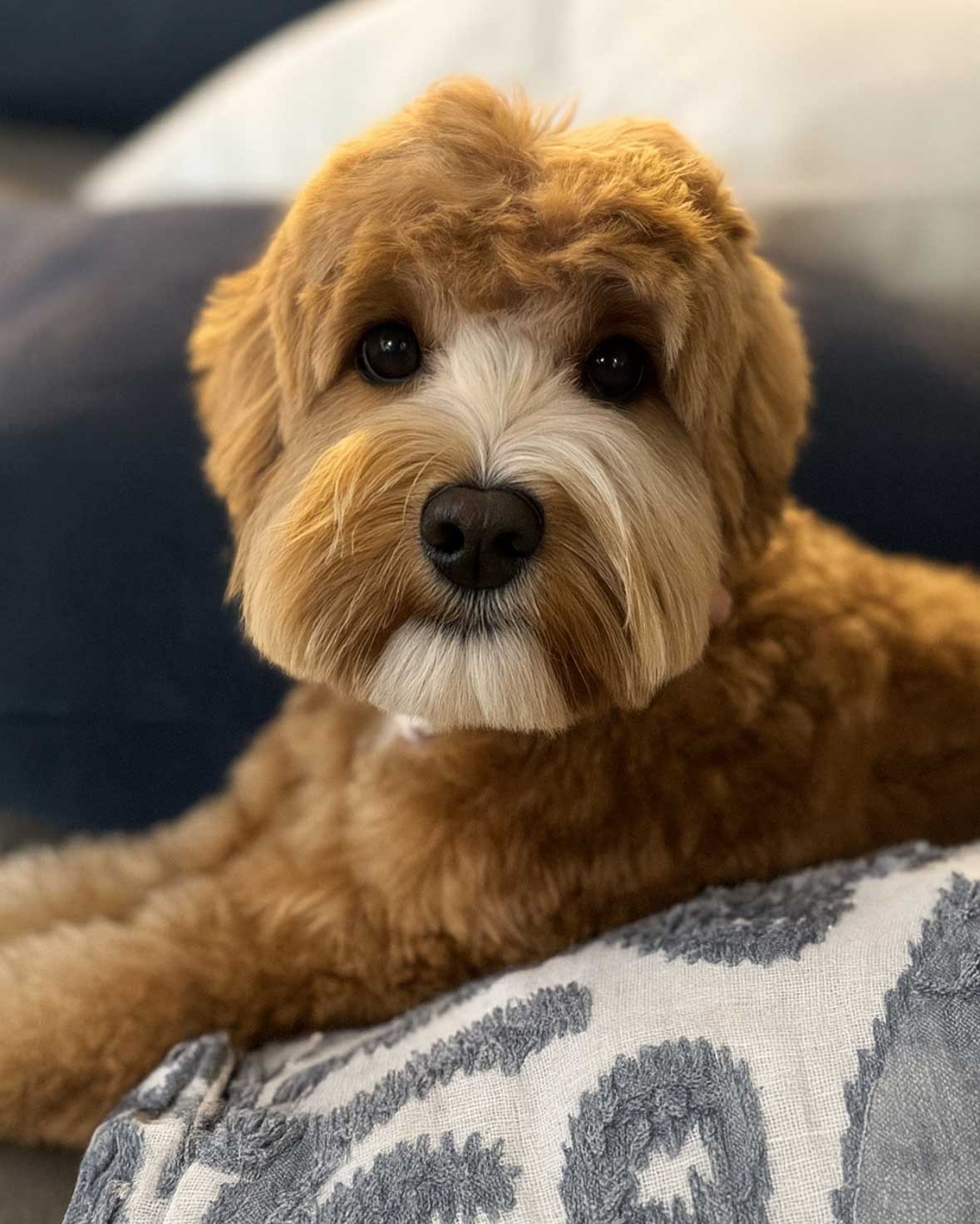 Granite State's Posy